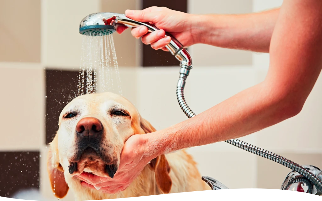 dog bath services