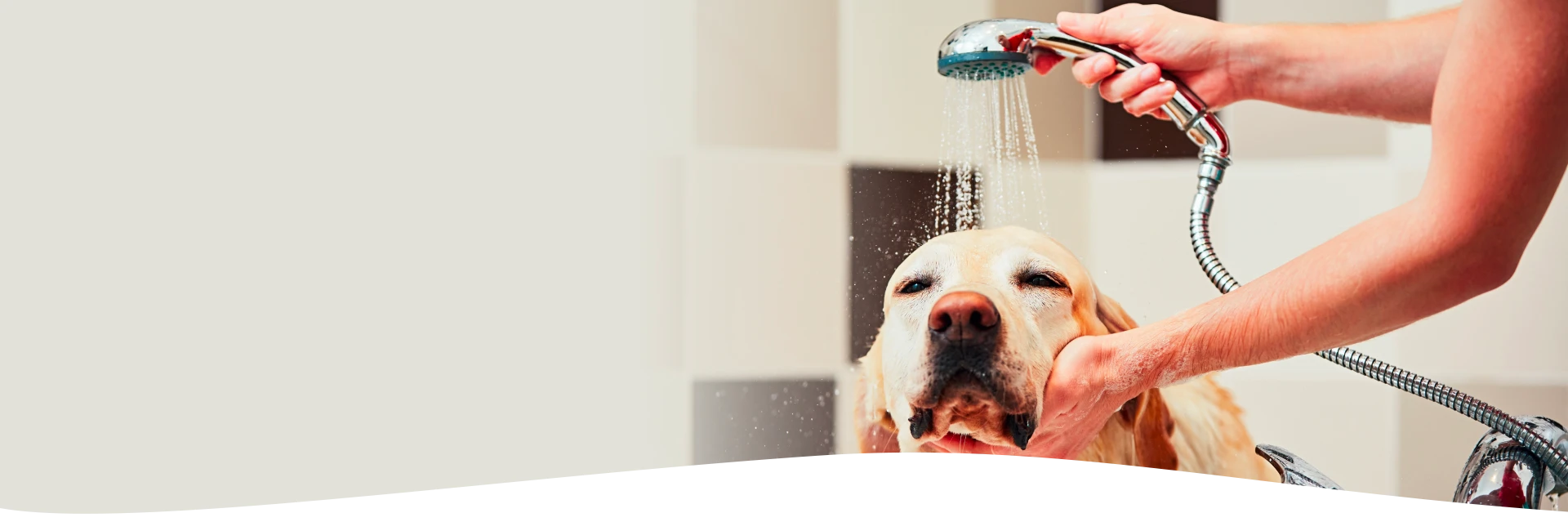 dog bath services