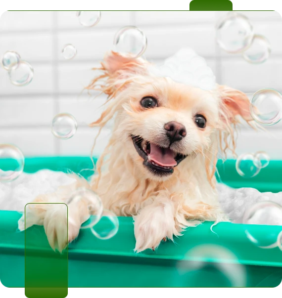 dog bathing service