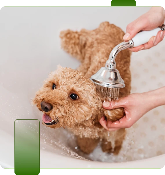 Luxury Dog Wash