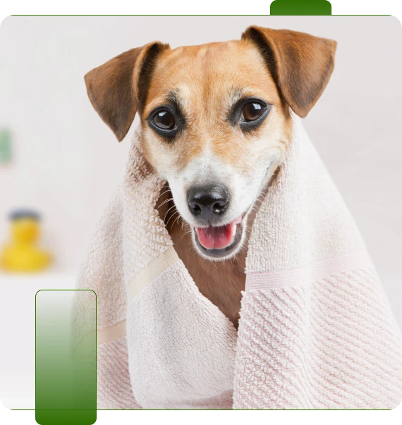 Luxury Dog Bath