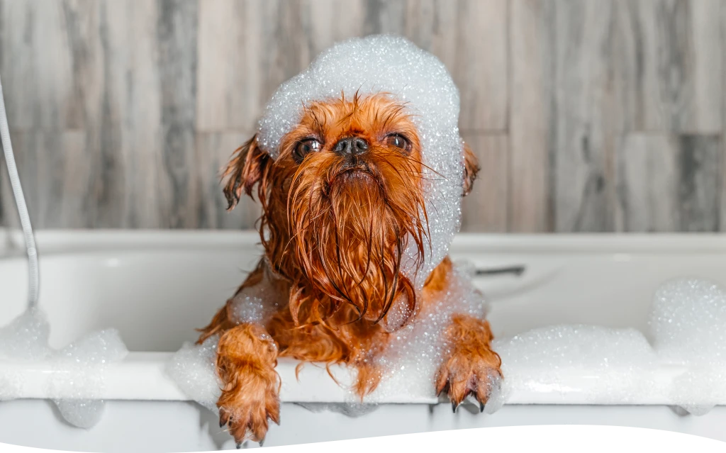 Luxury Dog Wash