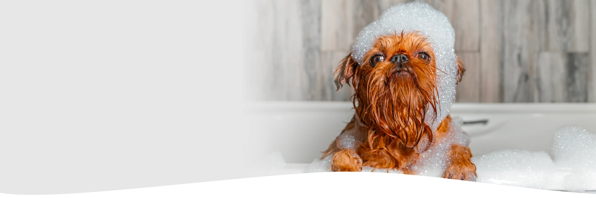 Luxury Dog Wash
