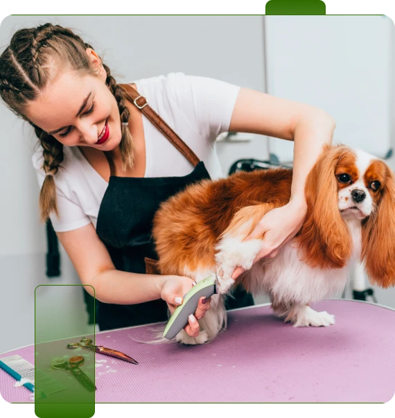 Quick Dog Grooming