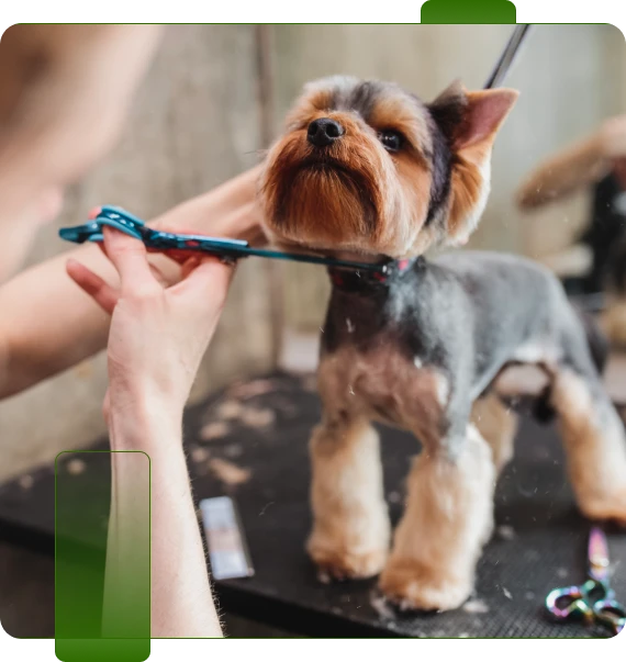 Same Day Dog Grooming