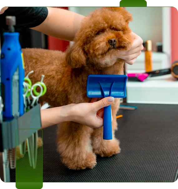 Dog Spa Services