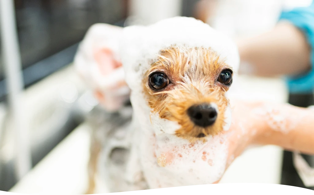 Dog Skin Treatment

