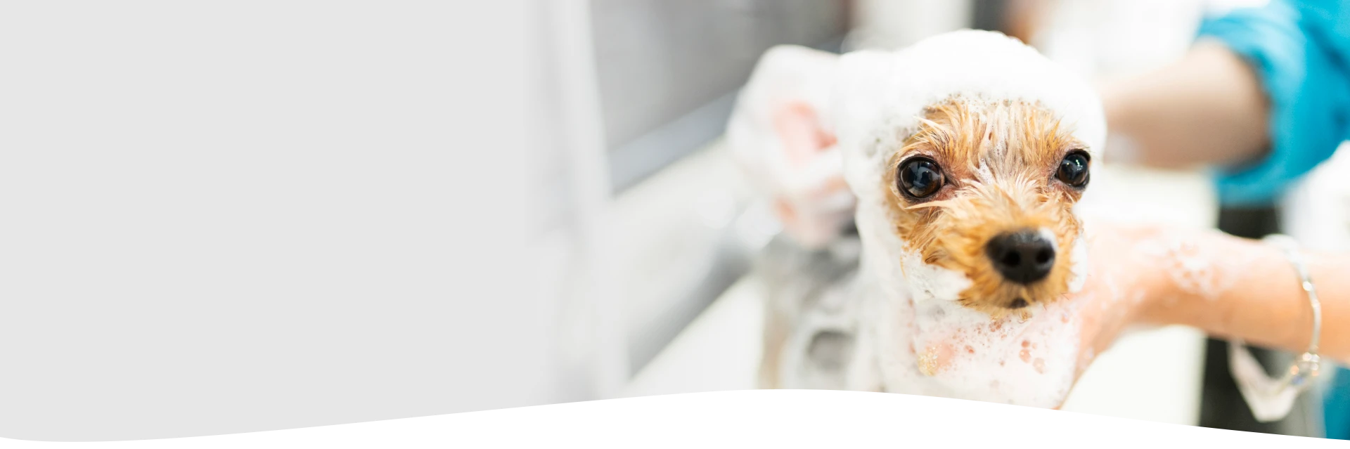 Dog Skin Treatment