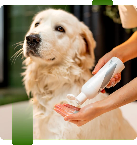 Medicated Dog Shampoo
