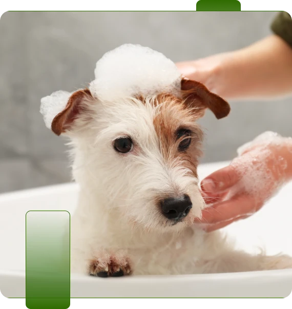Medicated Bath For Dogs