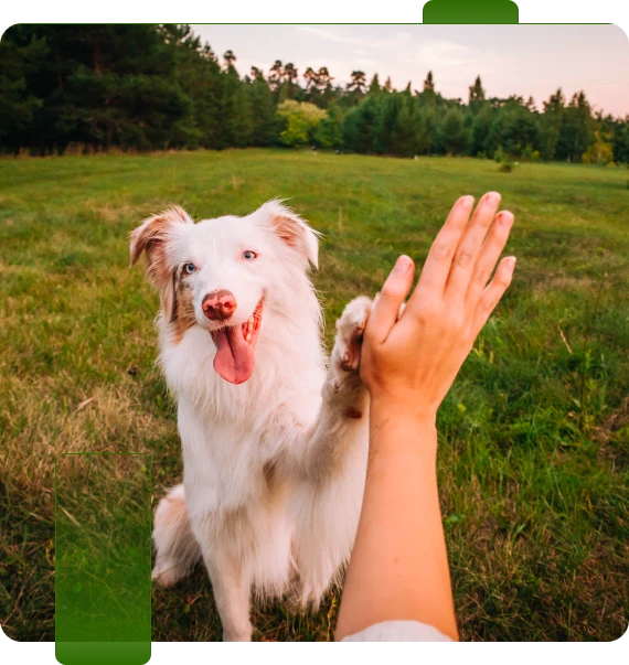 Dog Behavior Assessment