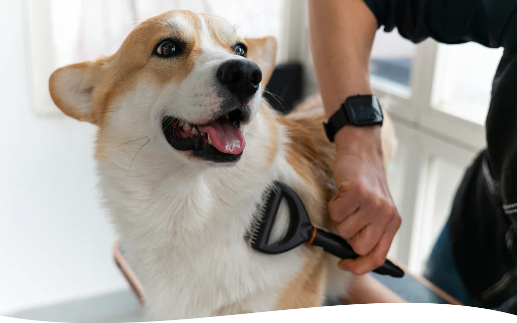 Desensitization Dog Training
