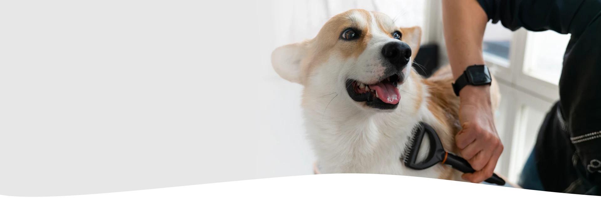 Desensitization Dog Training