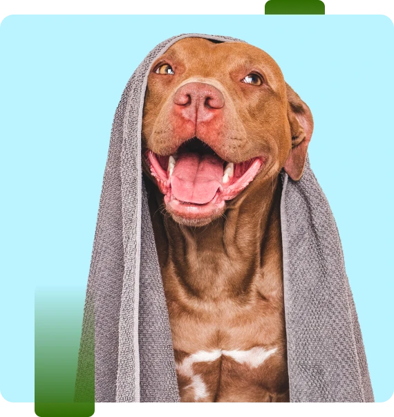 Dog Groomer Chattanooga