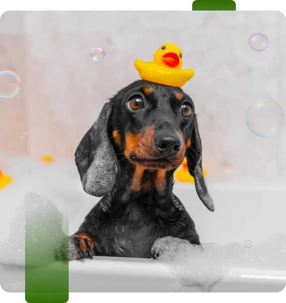 Dog Handling Training