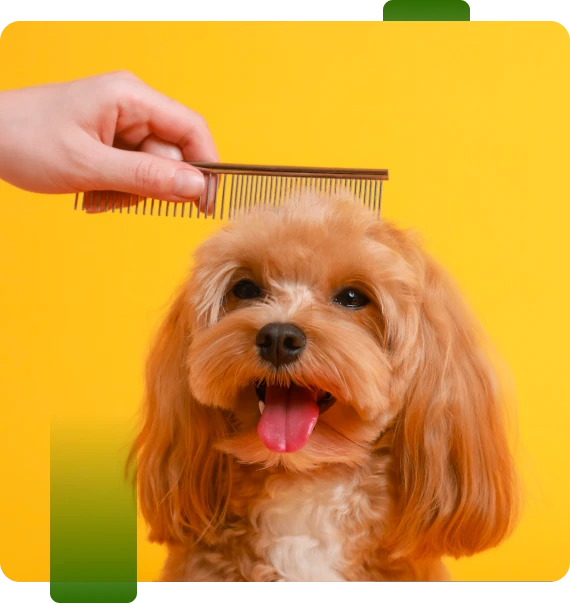 Desensitization Program For Dogs