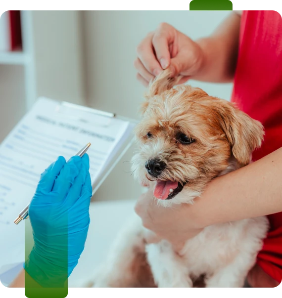 Desensitization Program For Dogs