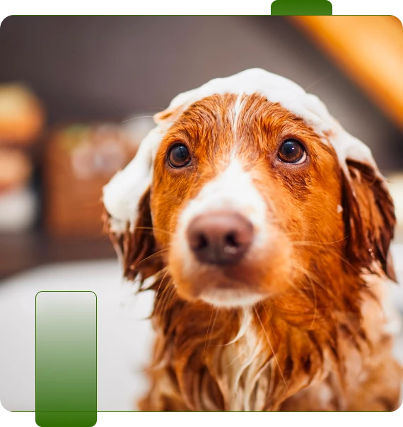 Dog Grooming East Ridge