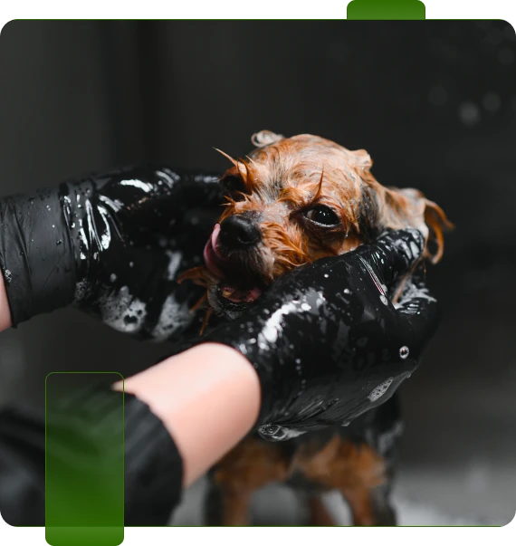 Dog Groomer Hixson
