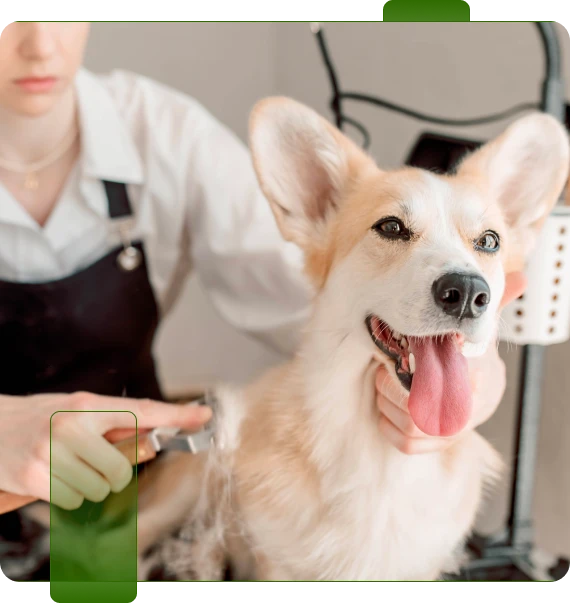 Dog Grooming Red Bank