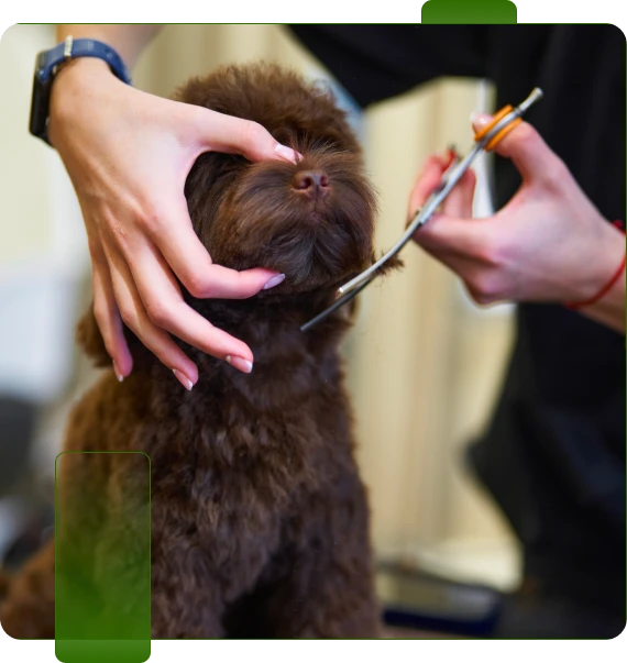 Dog Groomer Chattanooga