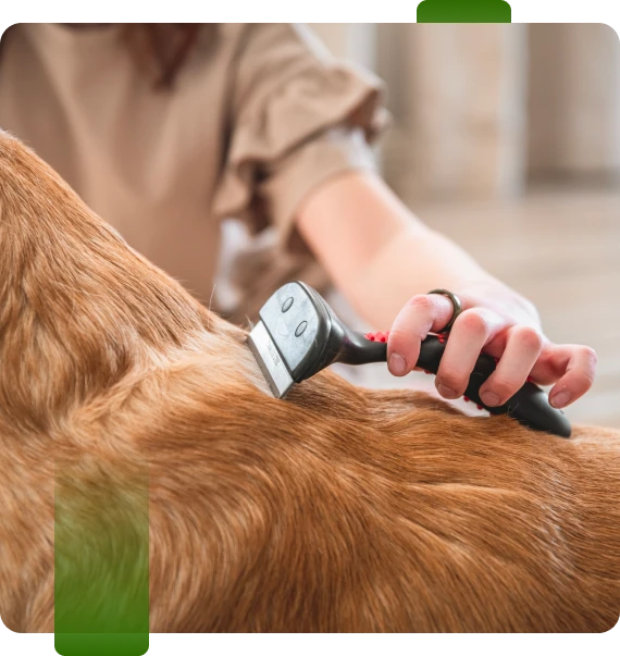 Dog Grooming East Ridge
