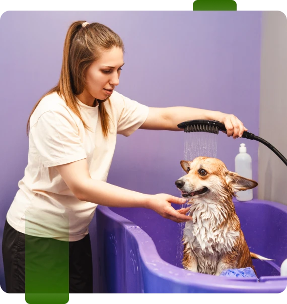 Dog Groomer Hixson
