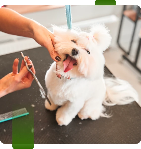 Dog Grooming Red Bank