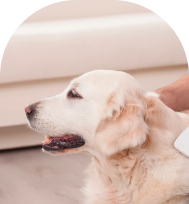 sensory friendly grooming