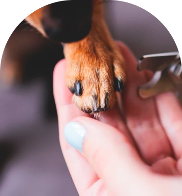 sensory friendly grooming