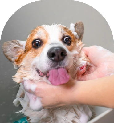 quiet grooming setting