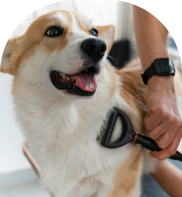 sensory friendly grooming