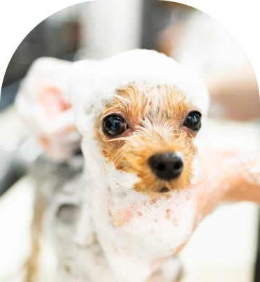 sensory friendly grooming