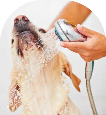 anxious dog care