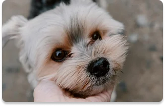 Funding ministry missions through Yorkie adoptions that bless families.