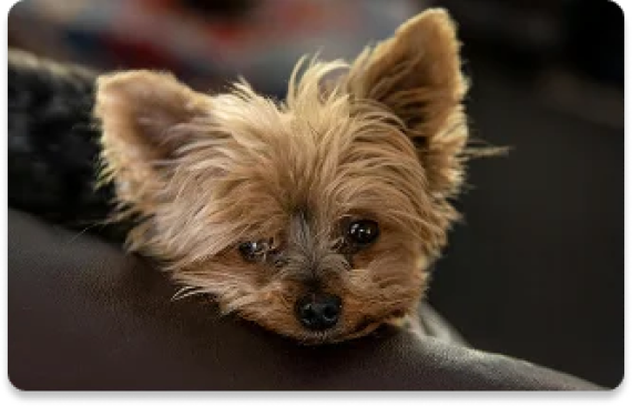 Yahweh’s Yorkies