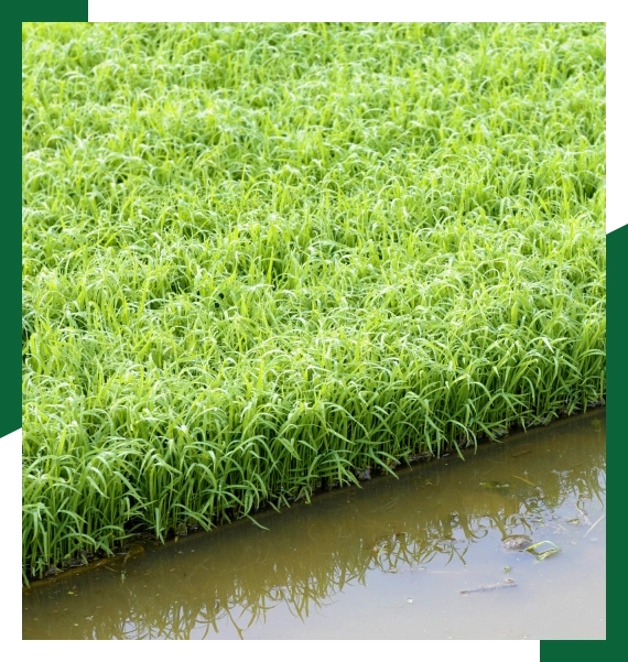 Irrigation services in Mississauga for long term system performance