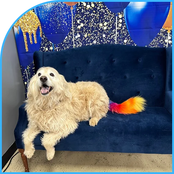 Experienced pet groomers in Lawrence focused on gentle care