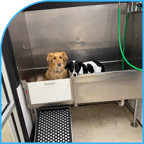 Reliable support through Pet Care Services in Lawrence