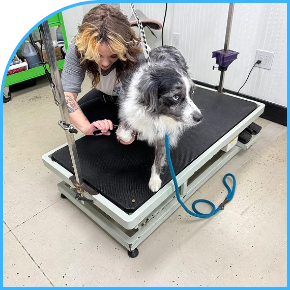 Calm environment designed for Pet Care Services in Lawrence