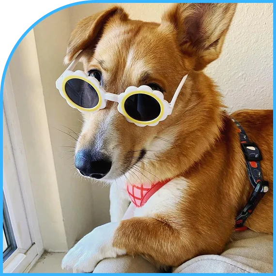 Clean and welcoming space for Pet Care Services in Lawrence