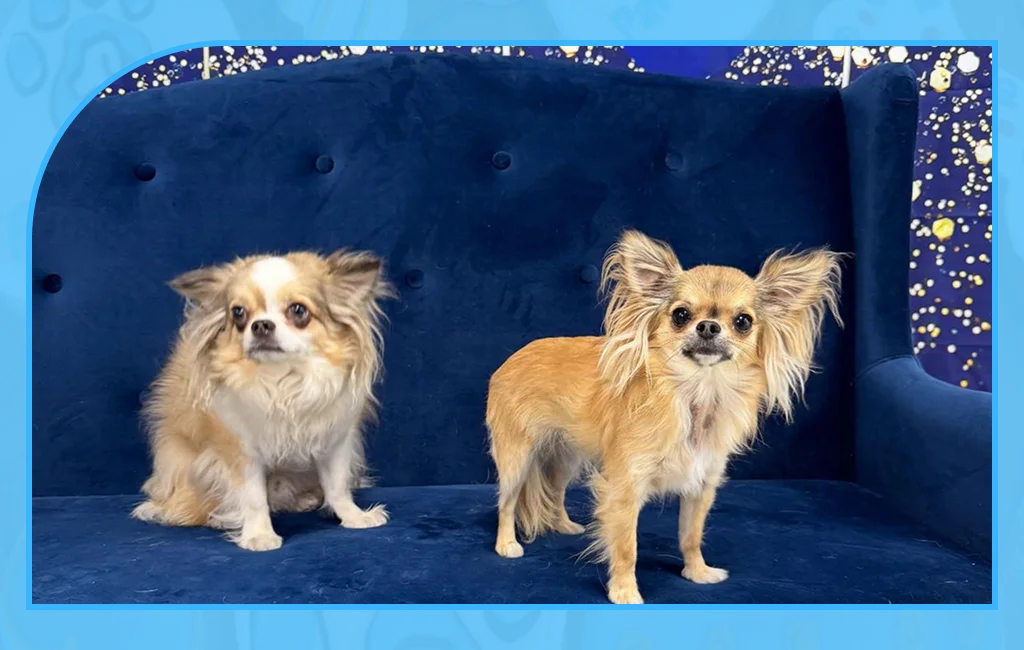 Friendly team offering Pet Care Services in Lawrence



