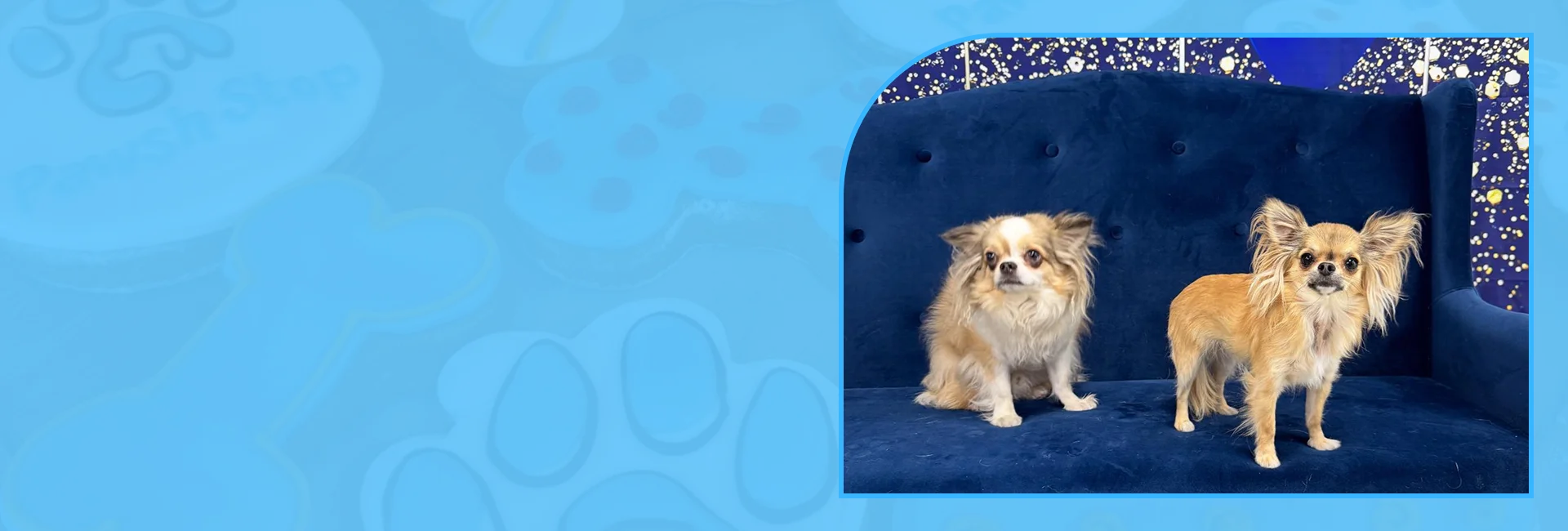 Friendly team offering Pet Care Services in Lawrence



