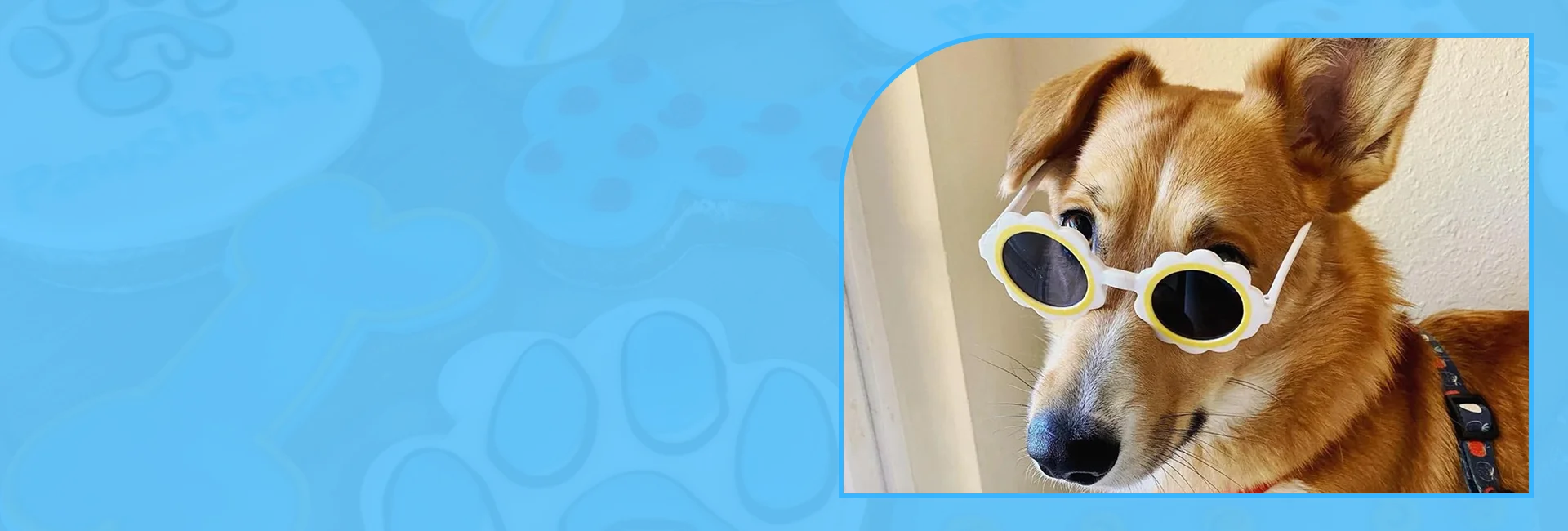 Calm environment for dog grooming services in Lawrence



