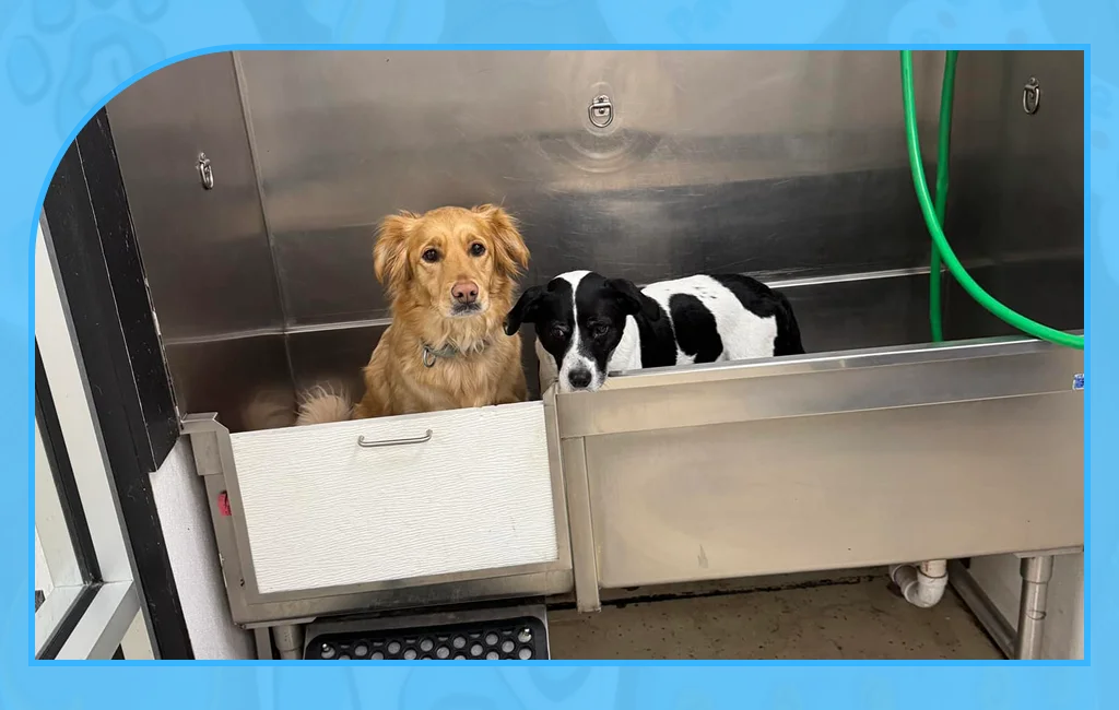 Clean setup for Self Service Dog Wash Stations in Lawrence




