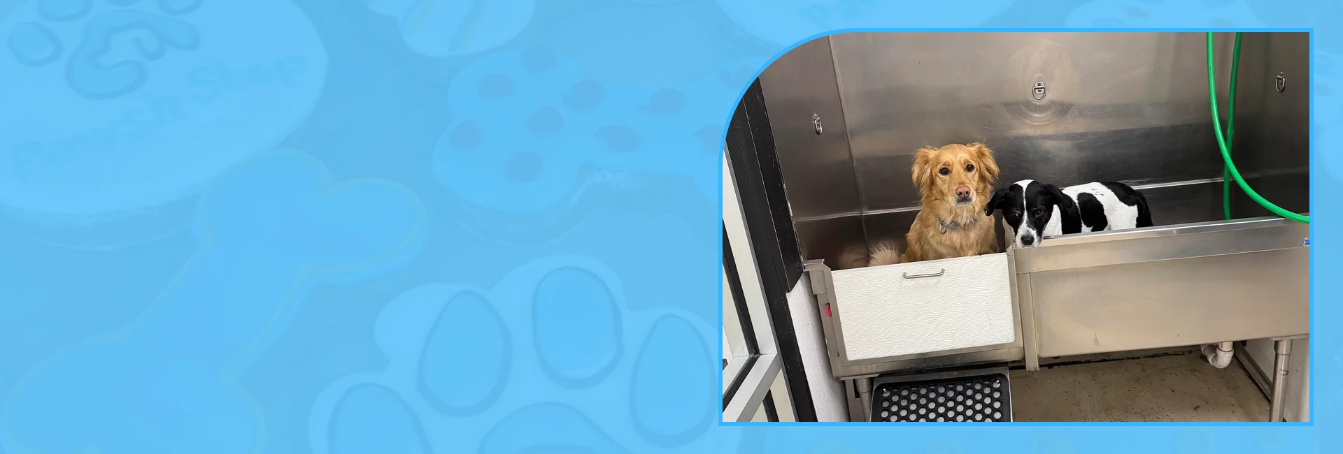 Clean setup for Self Service Dog Wash Stations in Lawrence




