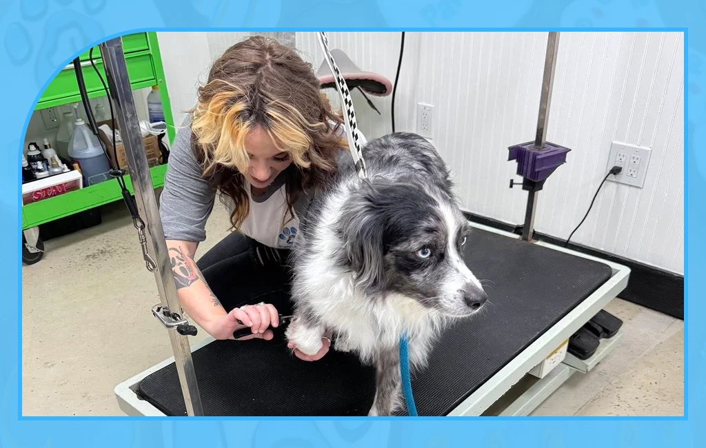 Calm care offered through Dog Nail Trimming Services in Lawrence




