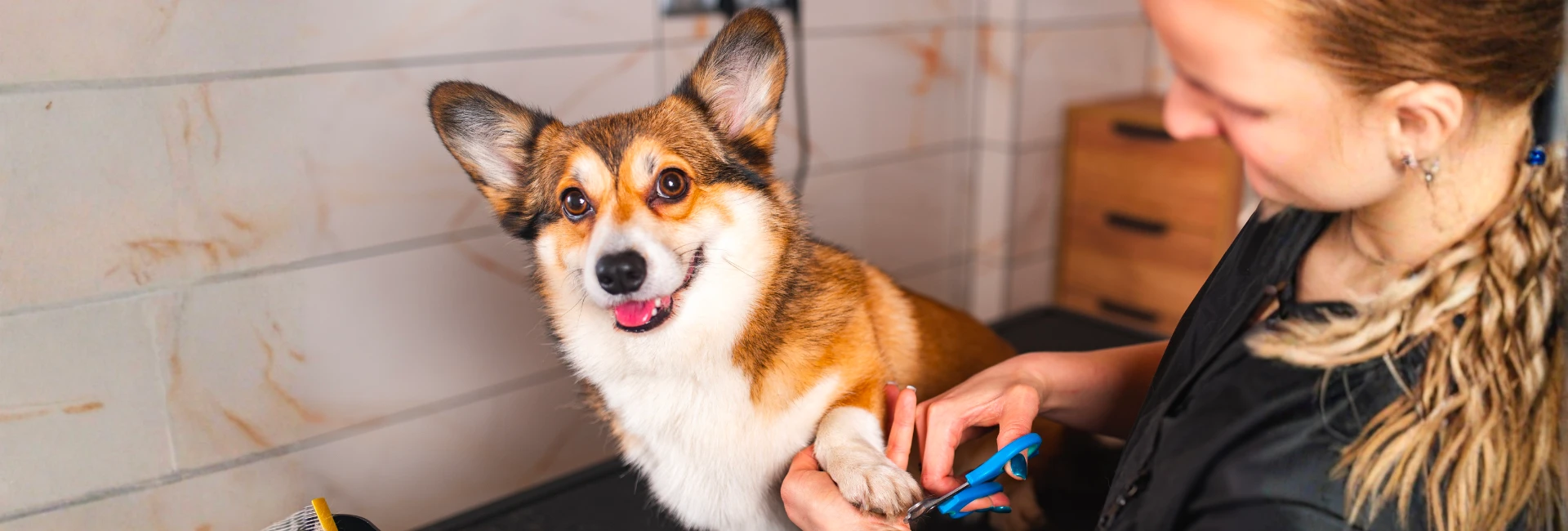 Pet Care Answers and Guidance for Dog Owners
