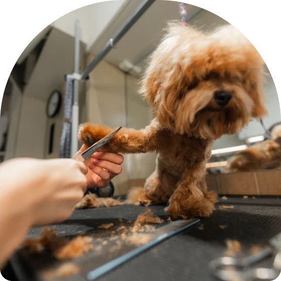 Full-Service Grooming