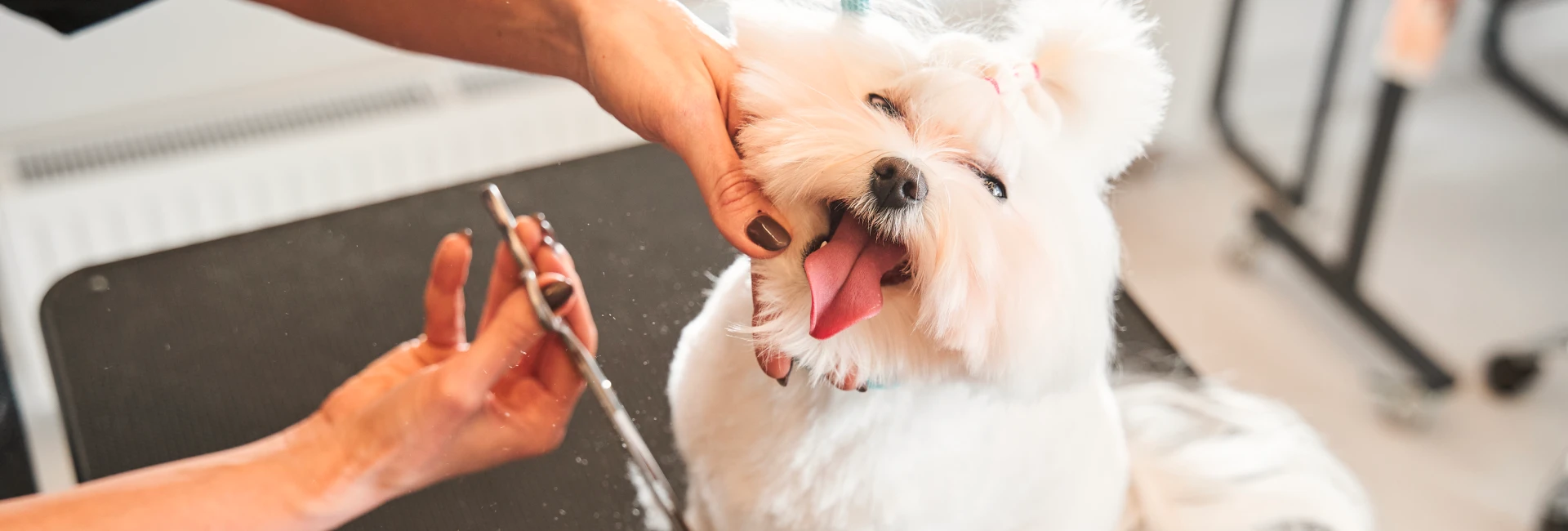 Dog Grooming Services